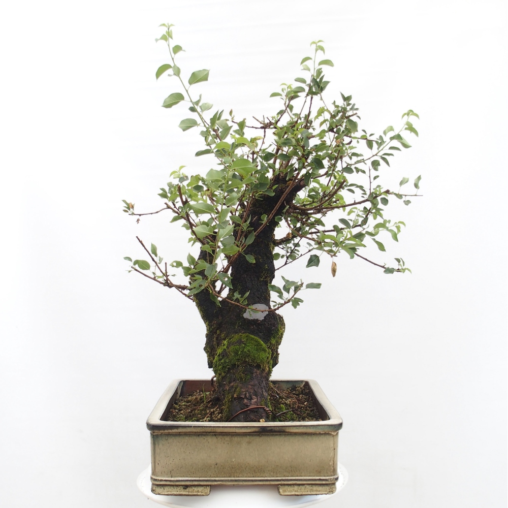 Bonsai im Freien - Mahalebka - Prunus mahaleb