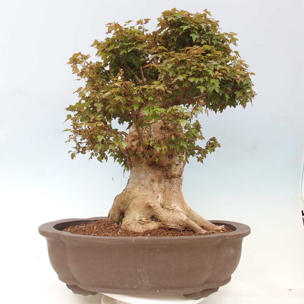 Bonsai für draußen - Acer Buergerianum - Bergahorn