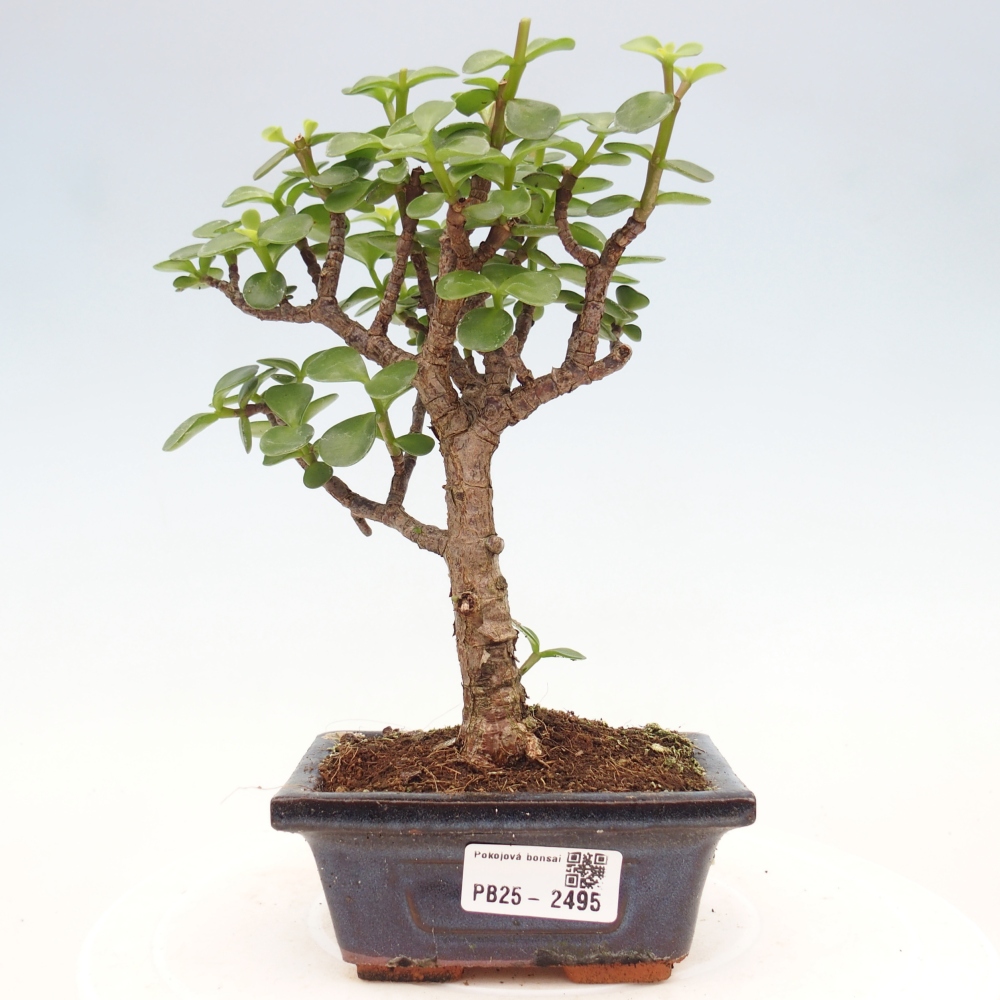 Zimmerbonsai - Portulakaria Afra - Tlustice