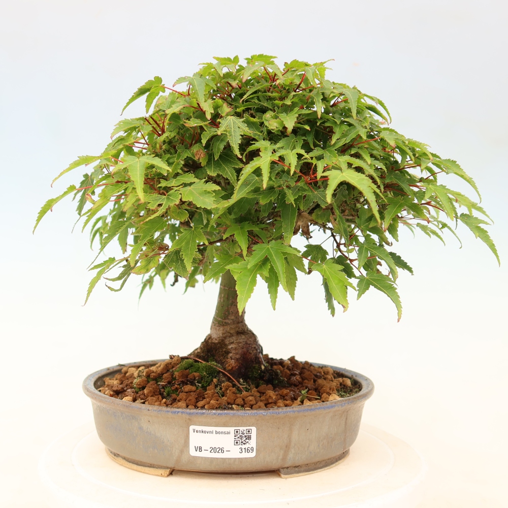 Acer palmatum KIOHIME - Palmetto-Ahorn