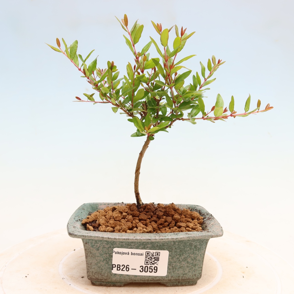 Zimmer-Bonsai-PUNICA granatum nana-Apfel-Granatapfel