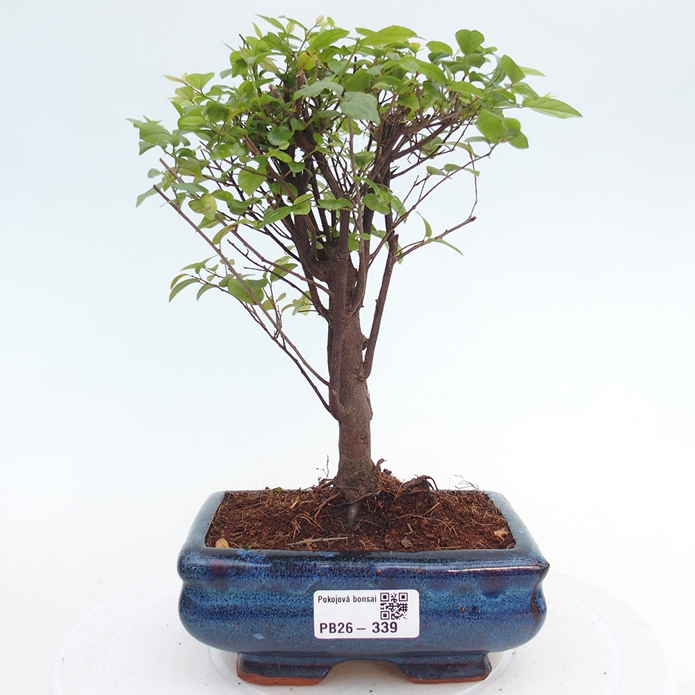 Zimmer Bonsai - Sageretia thea - Sageretia thea