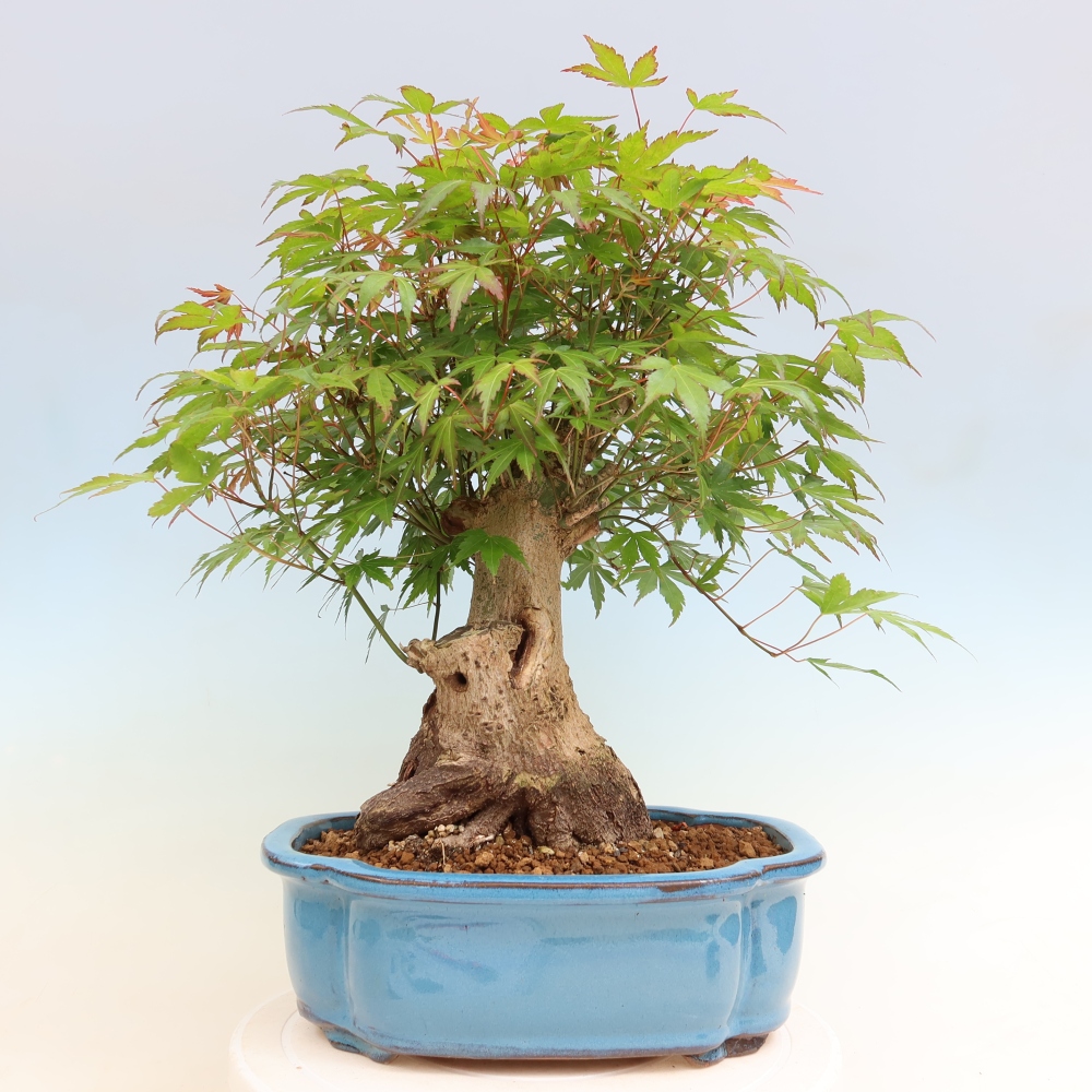 Bonsai für draußen - Ahorn Burger - Acer Burgerianum