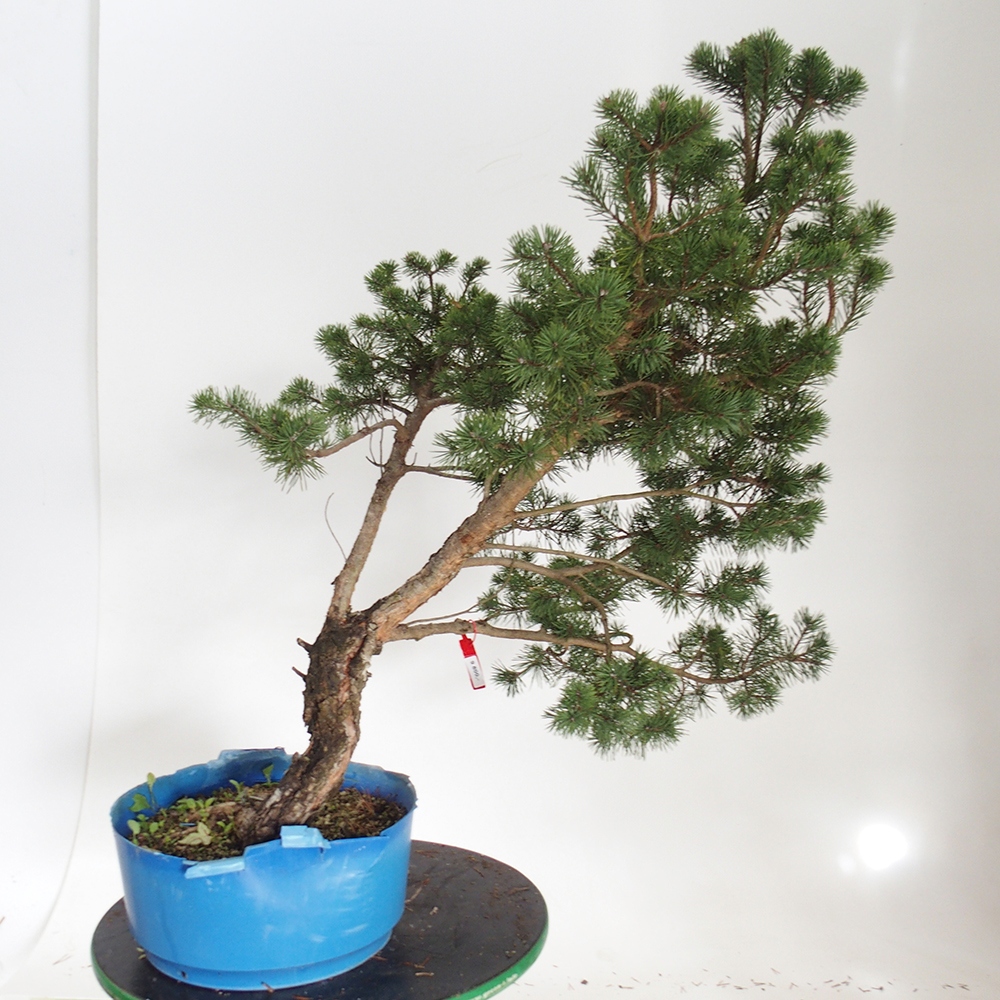 Yamadori - Pinus sylvestris Spanien