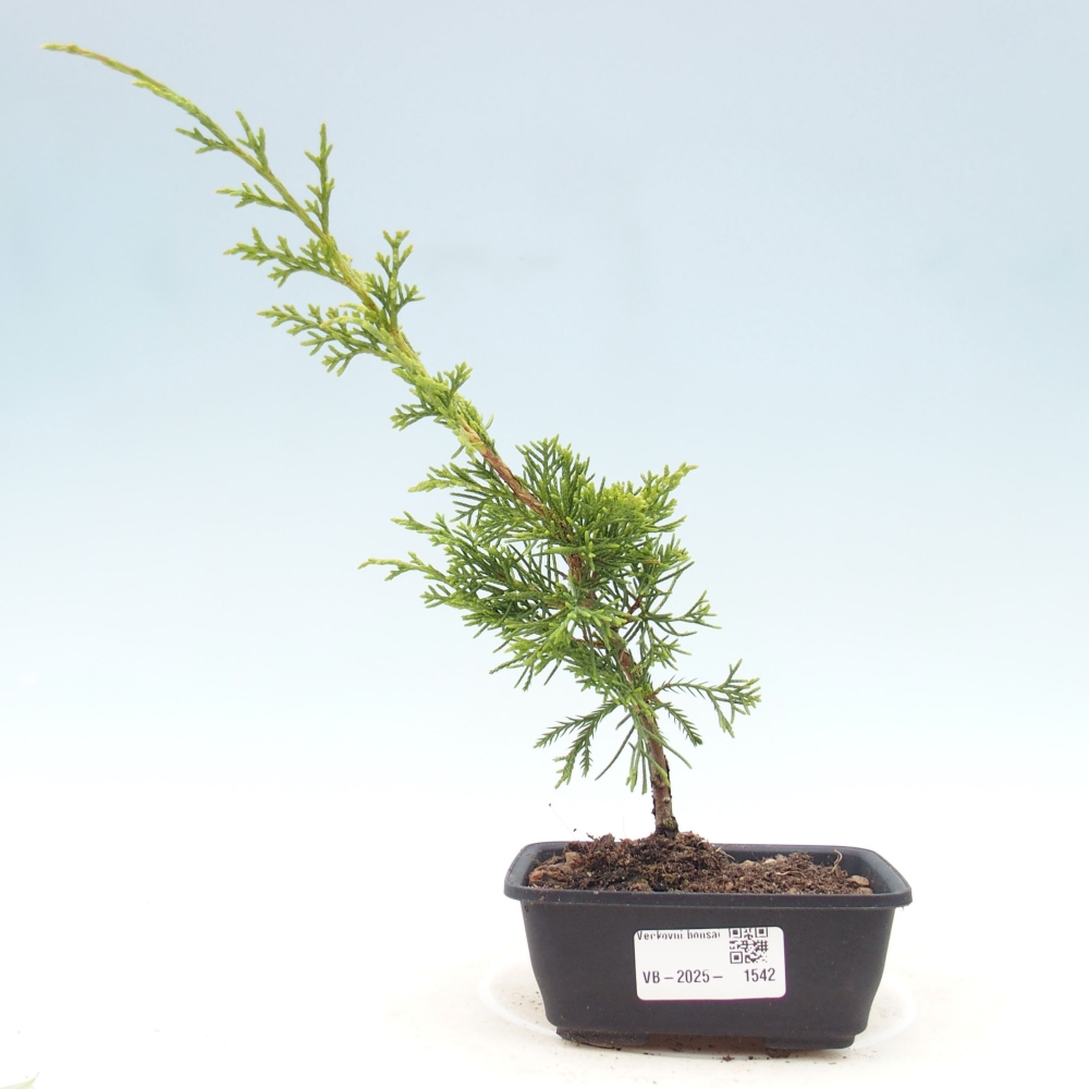Outdoor bonsai - Juniperus chinensis Itoigawa - Chinese juniper