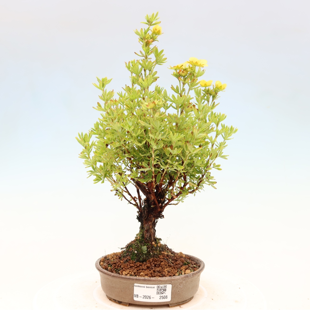 Bonsai für draußen - Potentila fruticosa