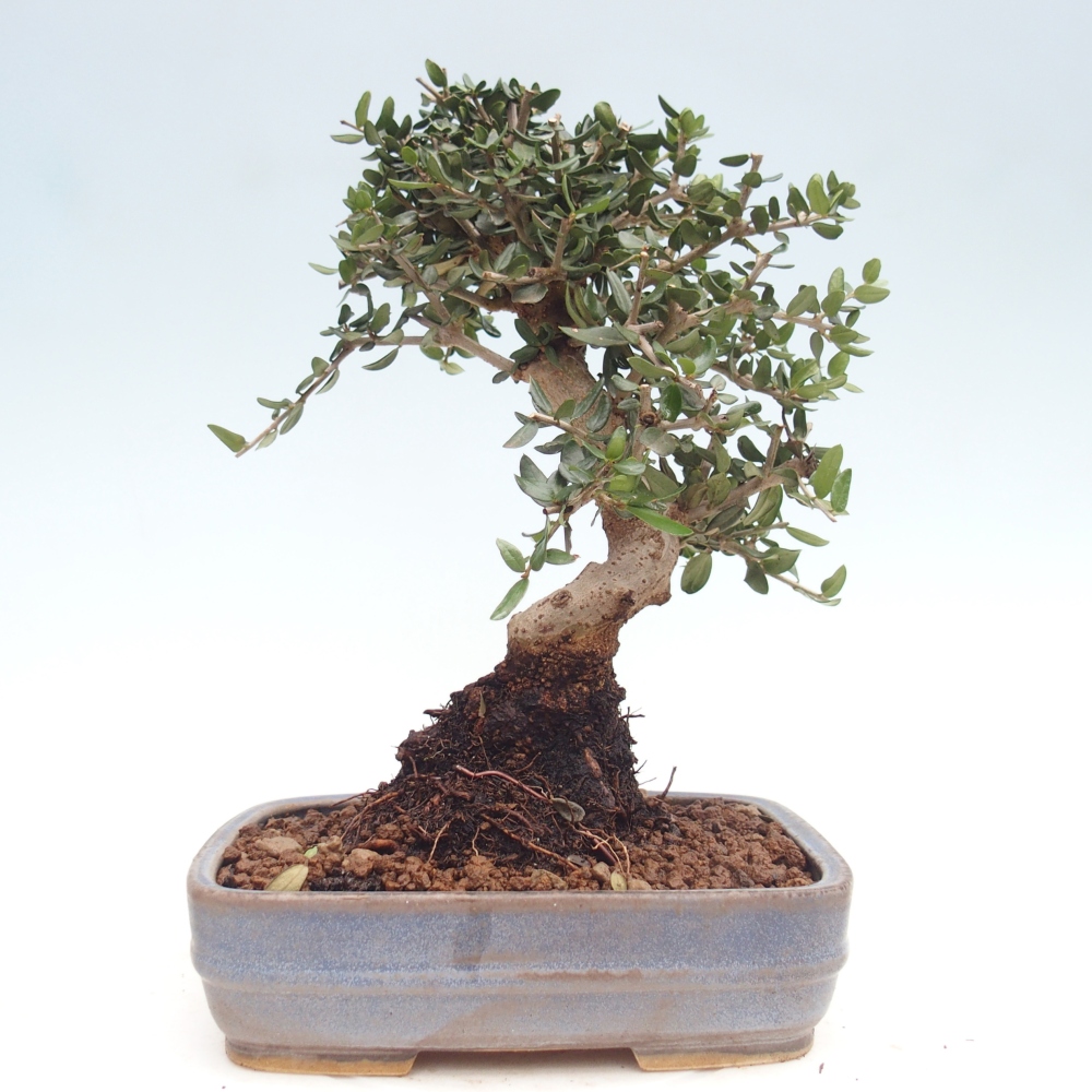 Zimmerbonsai - Olea europaea sylvestris