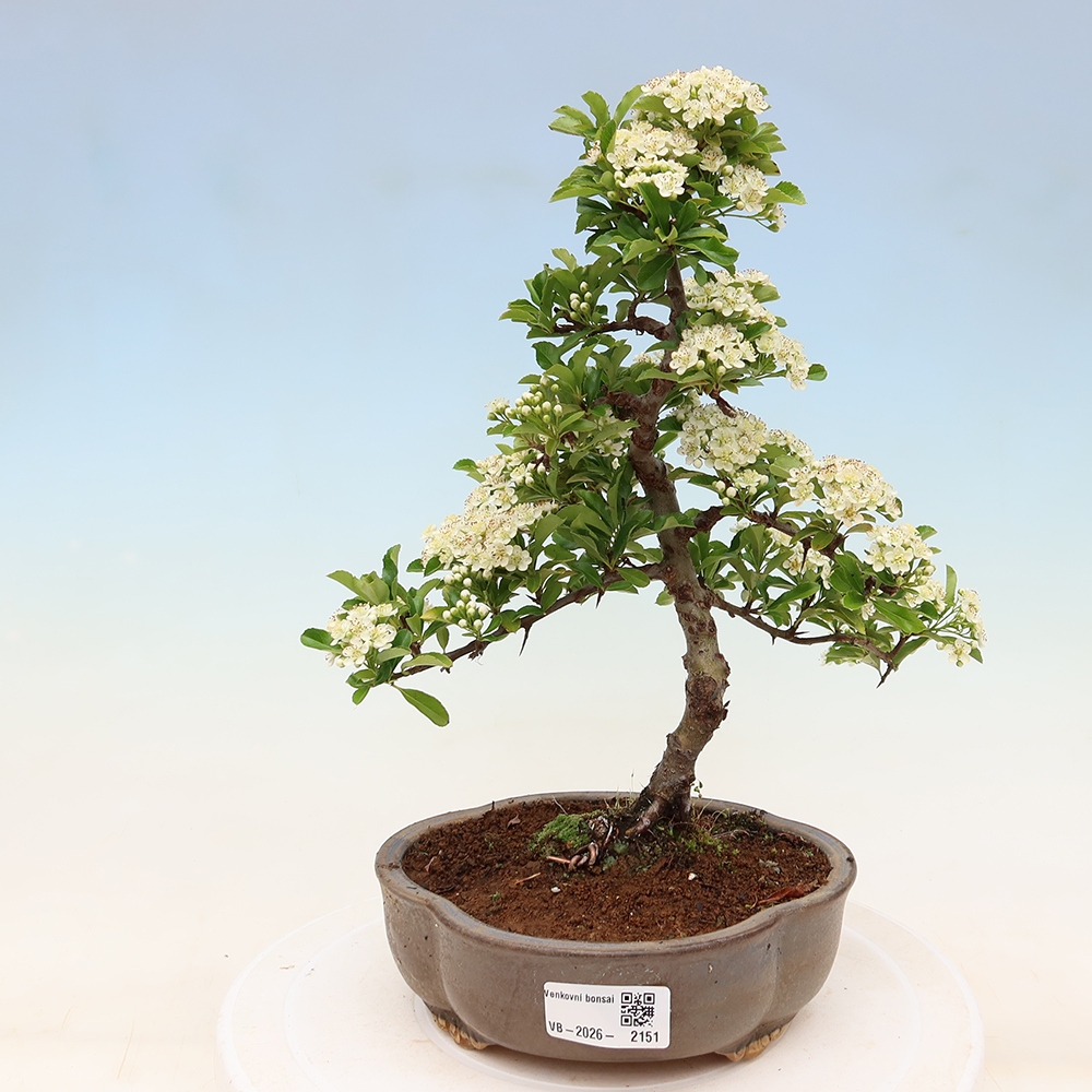 Bonsai für den Außenbereich – Pyracantha teton – Feuerdorn