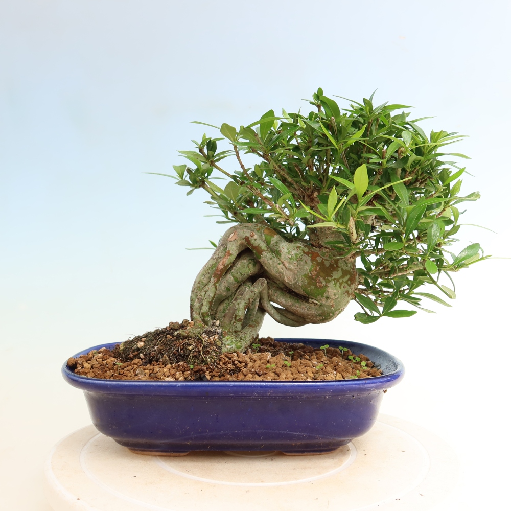 Zimmer Bonsai - Gardenia jasminoides-Gardenia