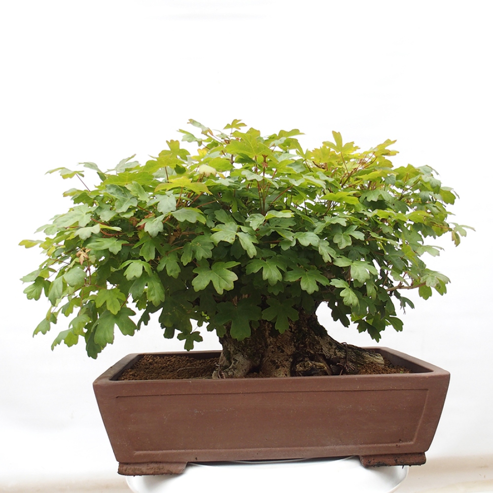 Bonsai im Freien - Baby-Ahorn - Acer campestre