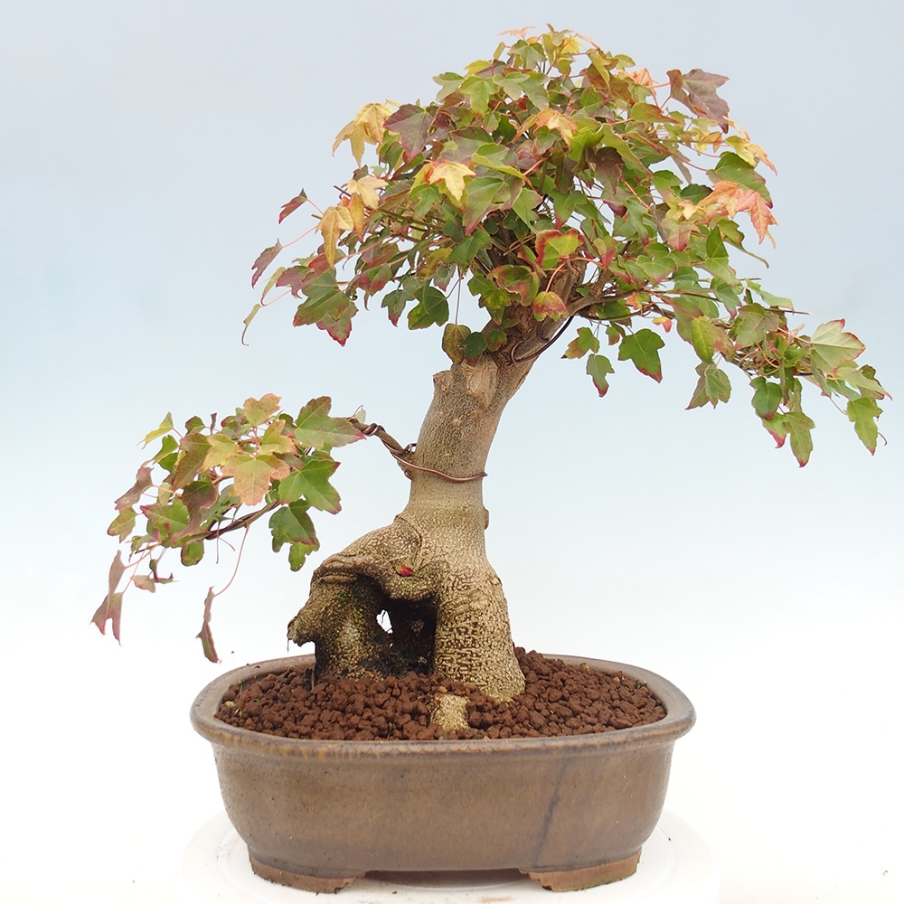 Bonsai im Freien - Ahorn Buergerianum - Burger Maple