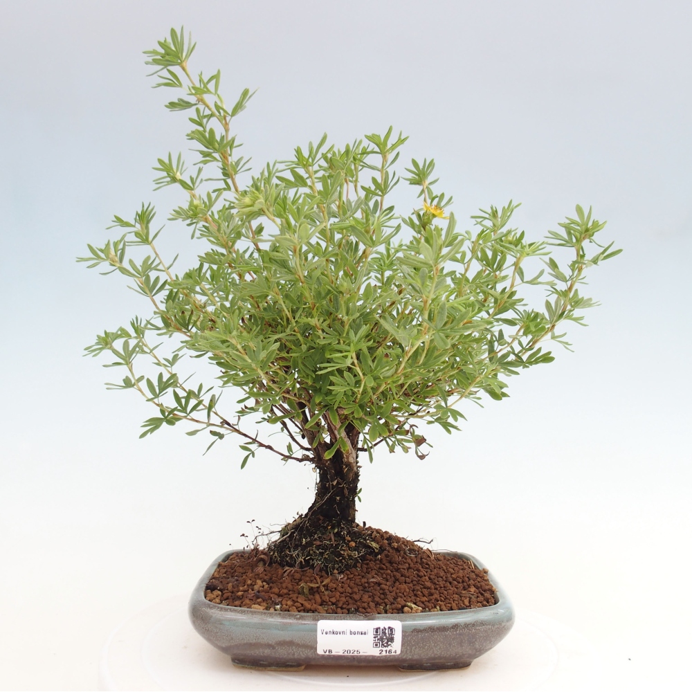 Outdoor-Bonsai-Fingerkraut - Potentila fruticosa gelber Vogel