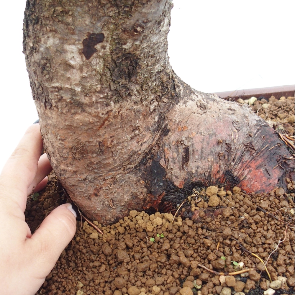 Bonsai im Freien - Mahalebka - Prunus mahaleb
