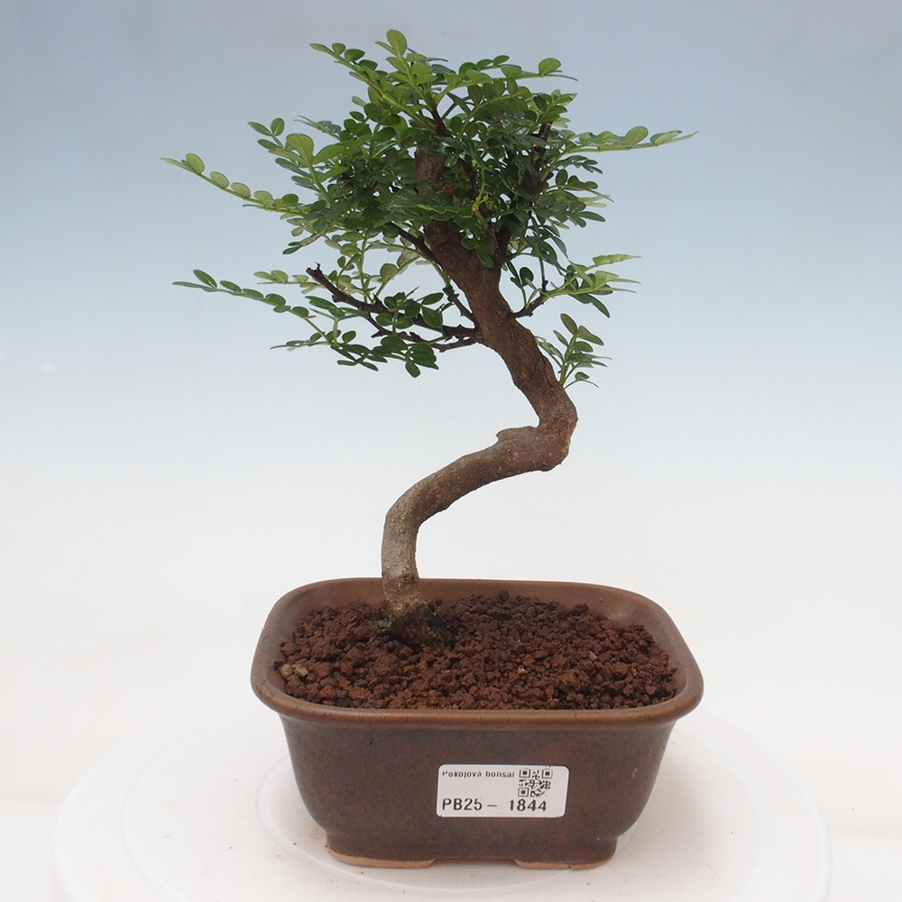 Indoor-Bonsai - Zantoxylum piperitum - Pfefferminze