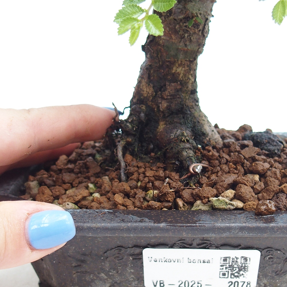 Bonsai im Freien - Ulmus parvifolia Hokkaido - Chinesische Ulme