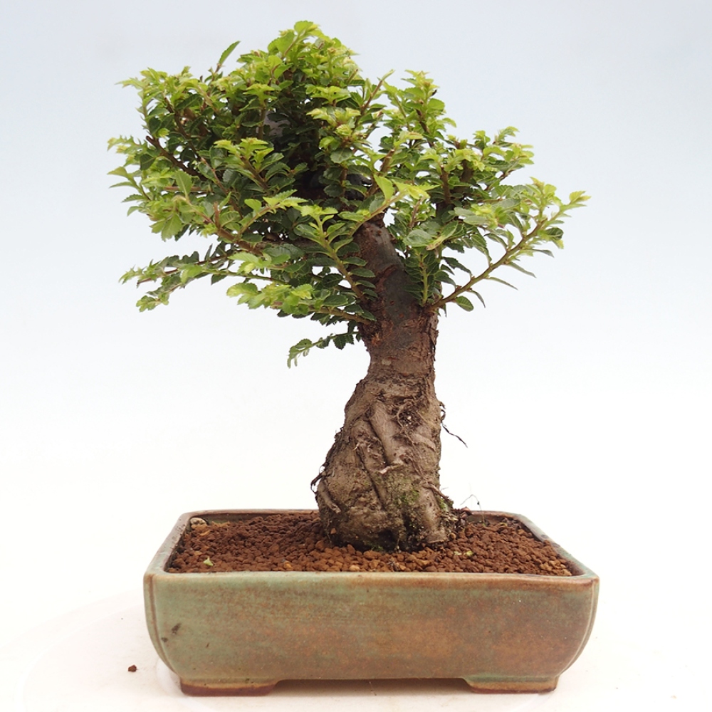 Bonsai im Freien - Ulmus parvifolia Hokkaido - Chinesische Ulme