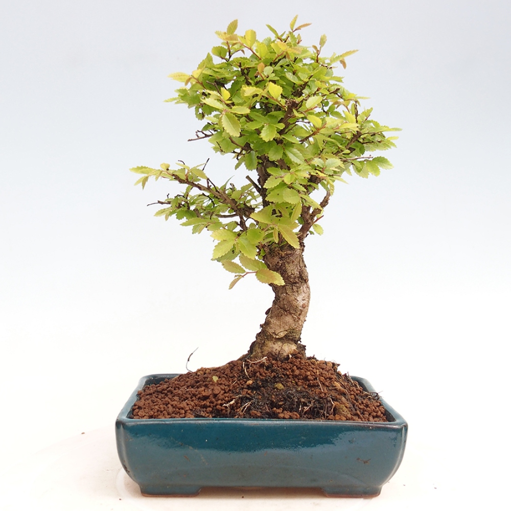 Bonsai im Freien - Zelkova - Zelkova NIRE