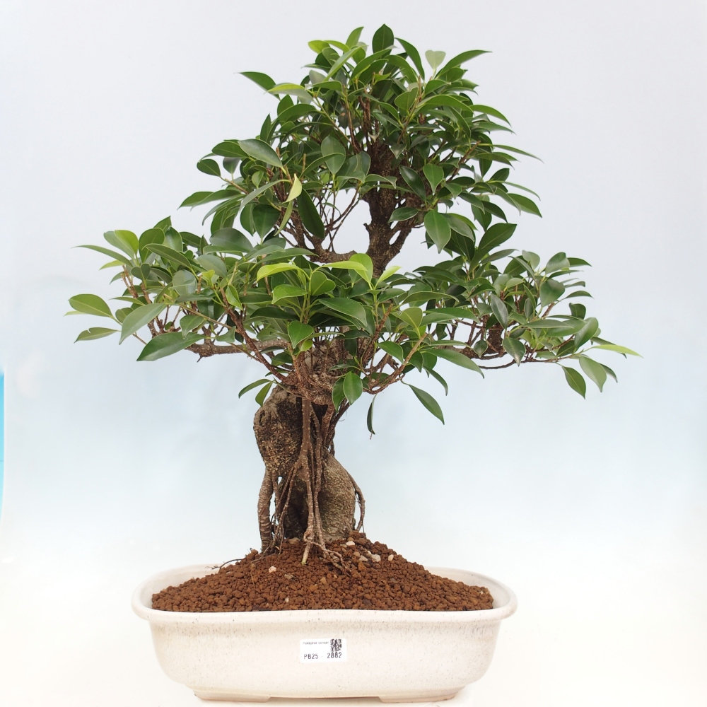 Zimmerbonsai - Ficus kimmen - kleinblättriger Ficus - NUR PERSÖNLICHE ABHOLUNG oder Palettentransport