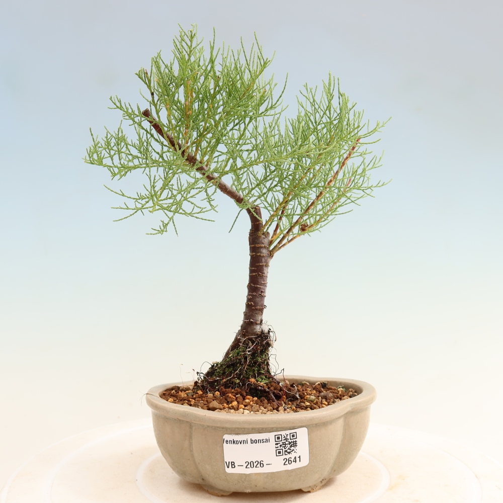 Bonsai für draußen - Tamariske - Tamarix