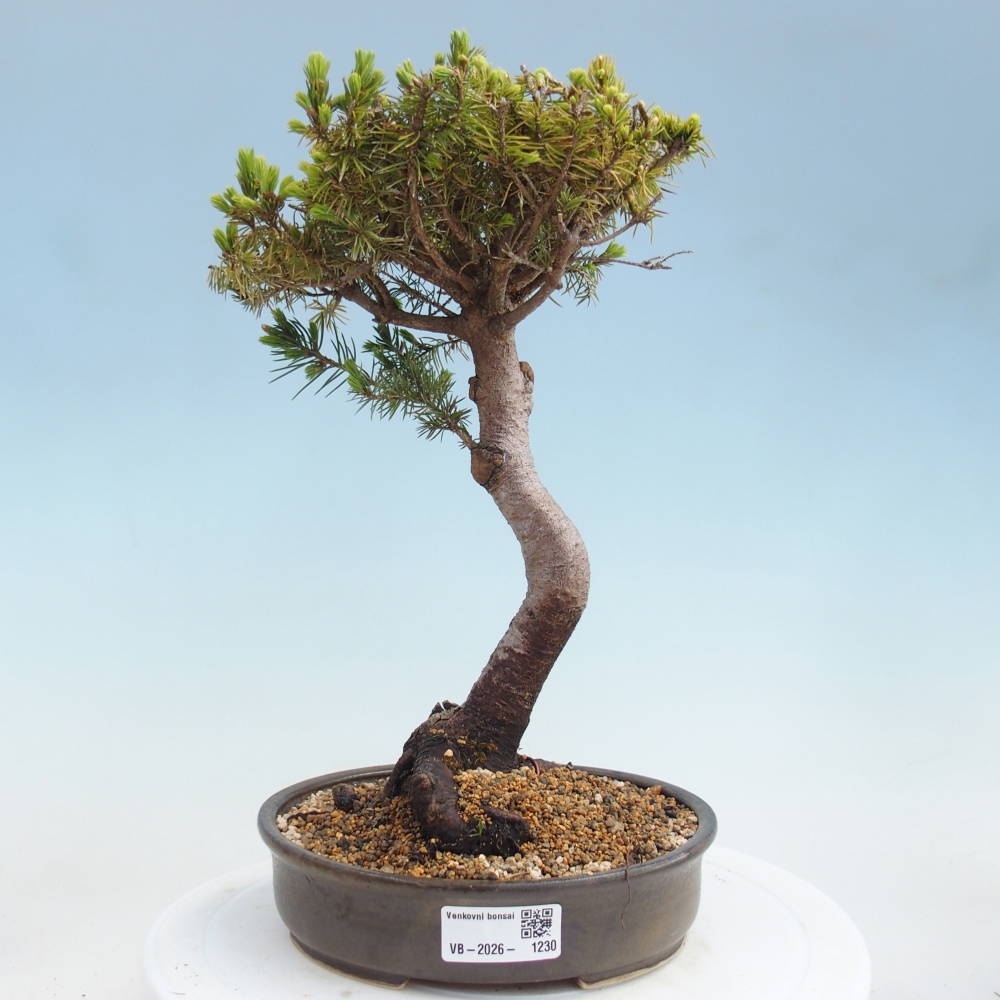 Bonsai für draußen - Fichte - Picea glauca globe