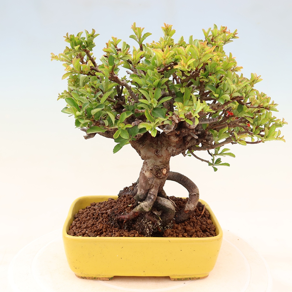 Bonsai für draußen - Chaneomeles speciosa Chojubai