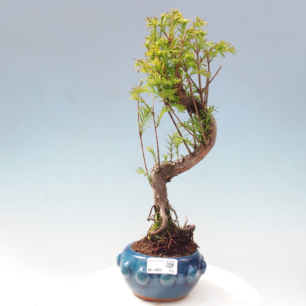 Bonsai im Freien - Metasequoia glyptostroboides - Chinesischer Metasequoia