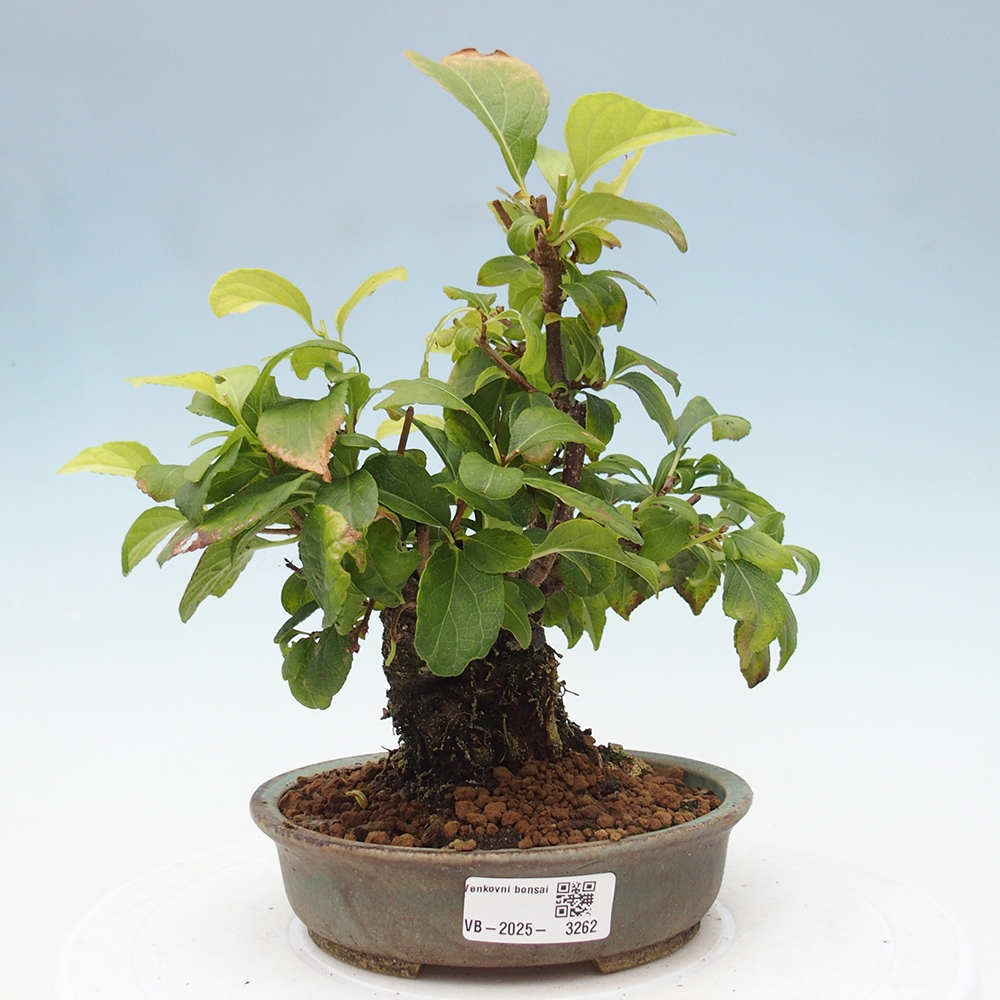 Outdoor-Bonsai - Celastrus Jesenec