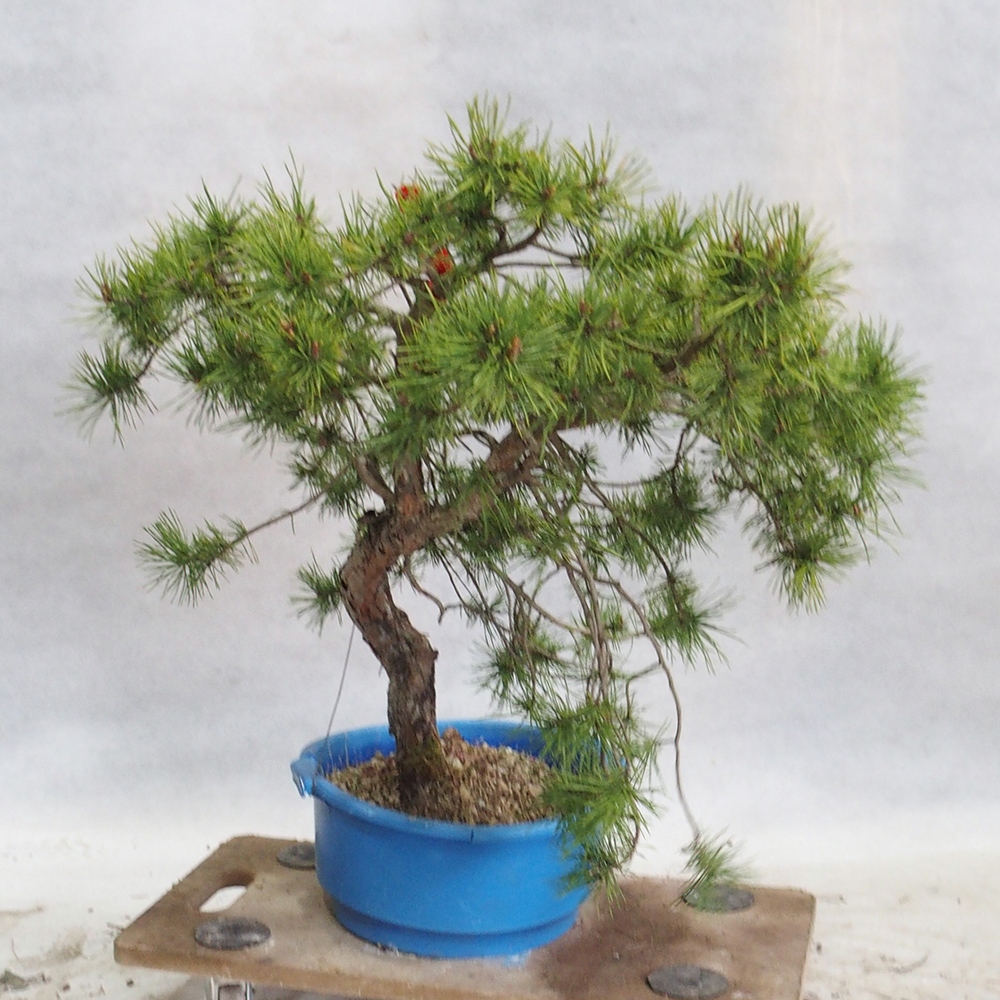 Yamadori - Pinus sylvestris 