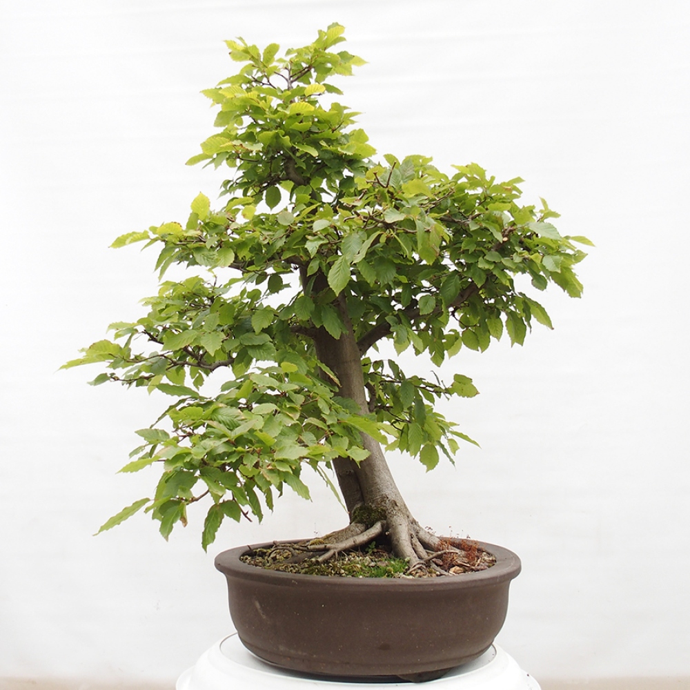 Bonsai im Freien - Hainbuche - Carpinus betulus