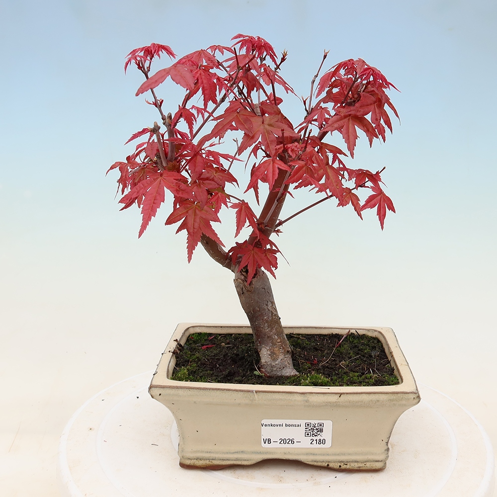 Bonsai für draußen - Acer palmatum DESHOJO