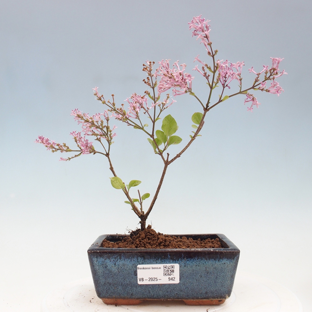 Bonsai im Freien – Syringa Meyeri Palibin – Meyers Flieder