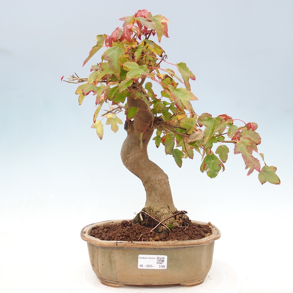 Bonsai im Freien - Ahorn Buergerianum - Burger Maple