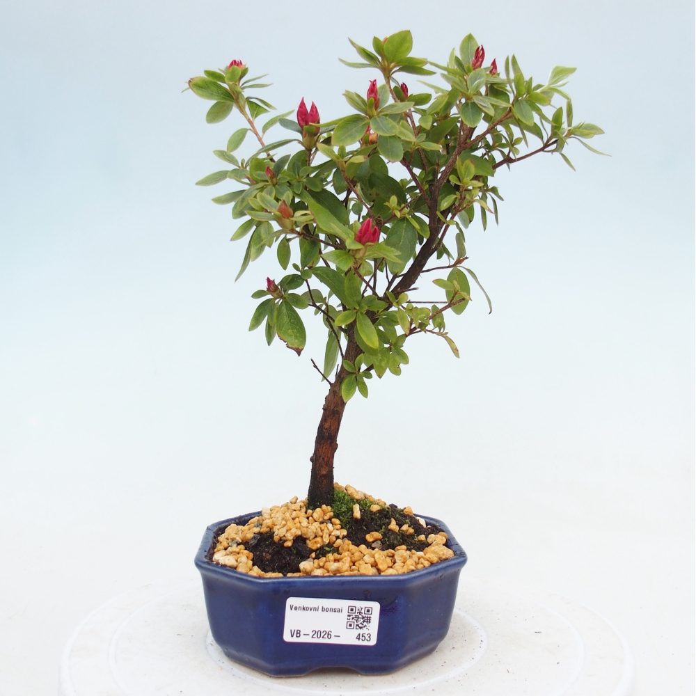 Bonsai für draußen - Japanische Azalee - Azalea sp.