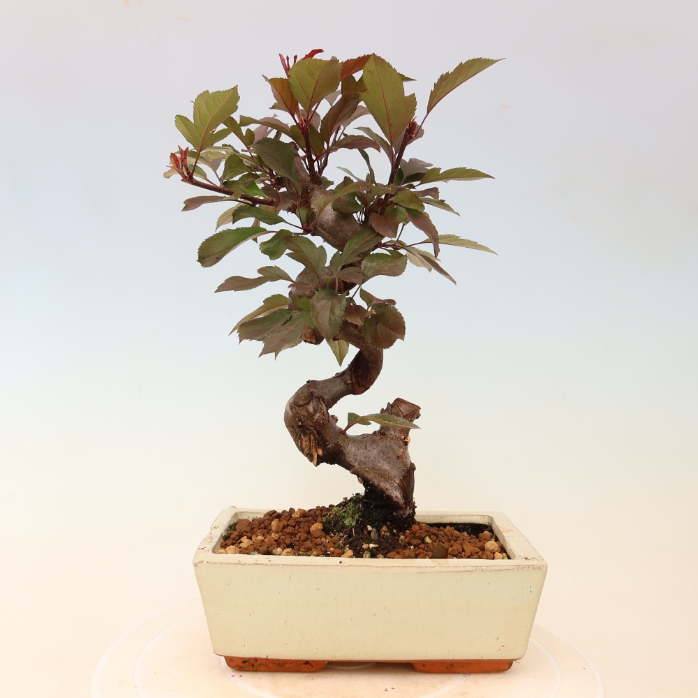 Outdoor-Bonsai -Malus domestica - Kleinfrüchtiger rotblättriger Apfelbaum