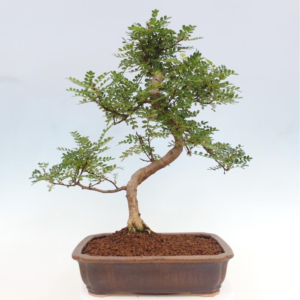 Zimmerbonsai - Zantoxylum piperitum - Pfefferbaum