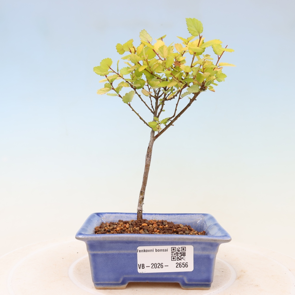 Bonsai für den Außenbereich – Zwergbirke – Betula NANA Golden Treasure