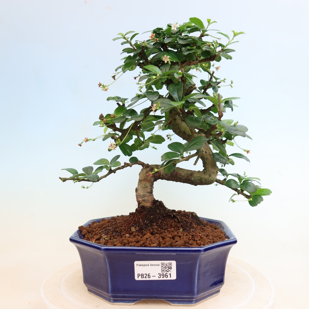 Zimmer-Bonsai - Carmona macrophylla - Tee-Fuki