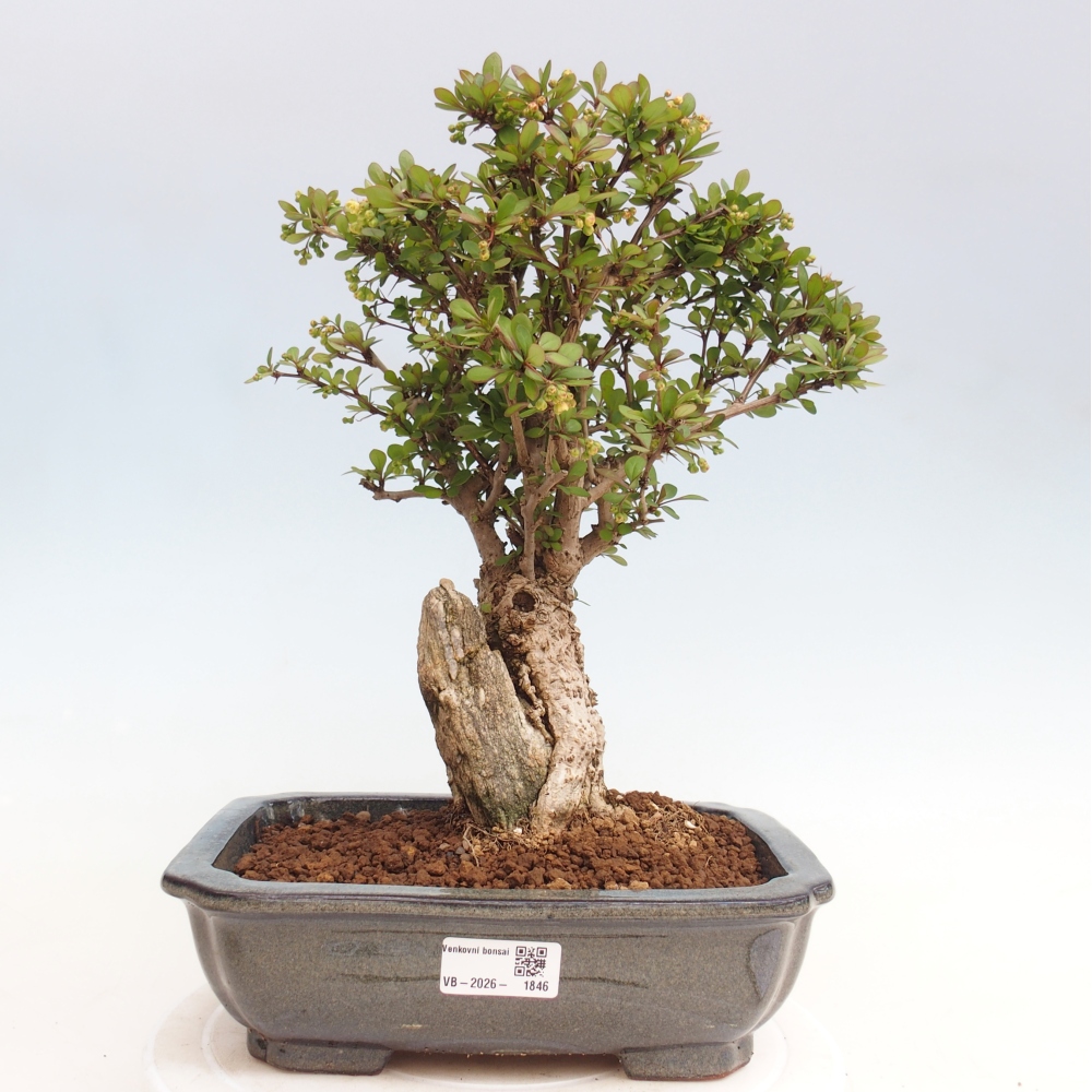 Bonsai für draußen - Berberis coreana