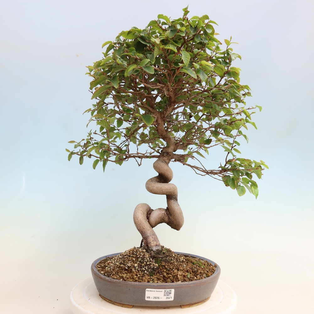 Bonsai für draußen -Carpinus CARPINOIDES - Koreanische Hainbuche