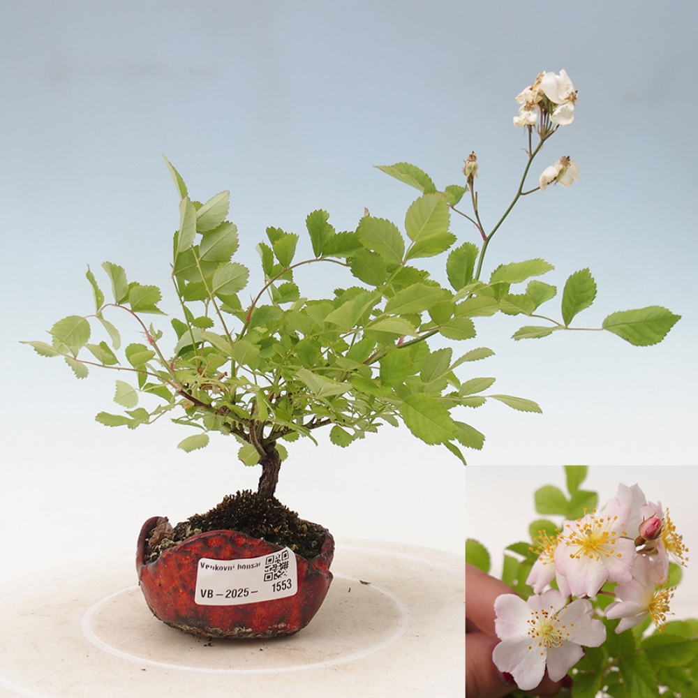 Freilandbonsai - Rosa sp. - kleinblumige Rose