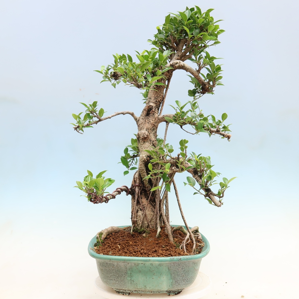 Zimmerbonsai - Ficus kimmen - Kleinblättriger Ficus