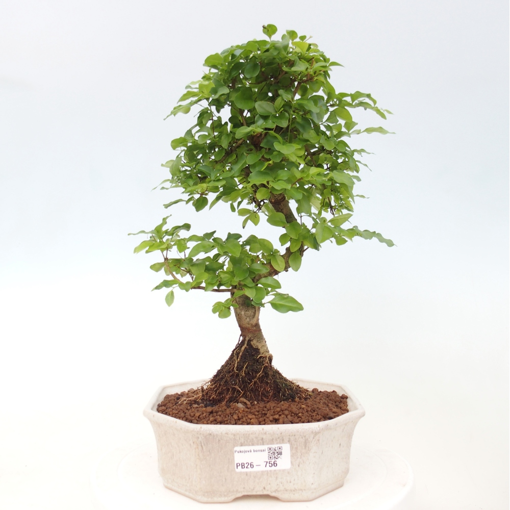 Indoor Bonsai -Ligustrum chinensis - Vogelschnabel
