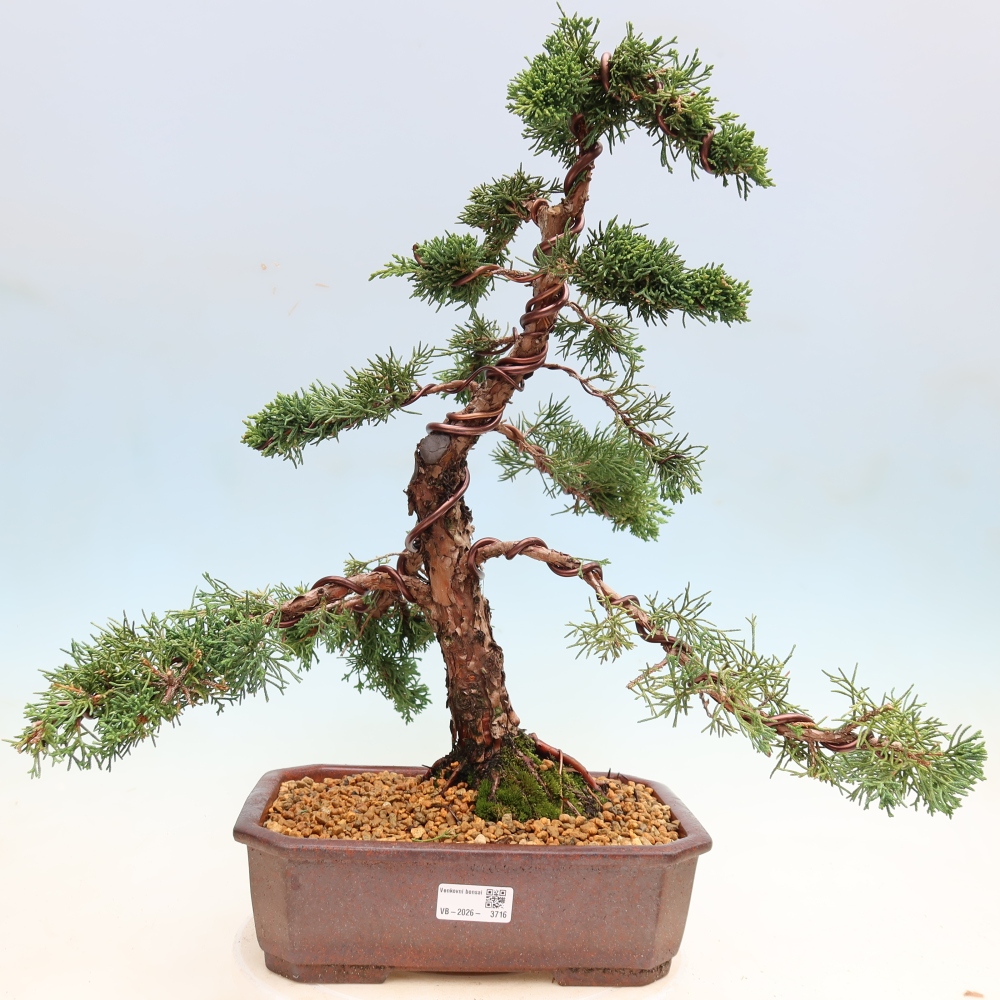 Bonsai für draußen - Juniperus chinensis Kishu