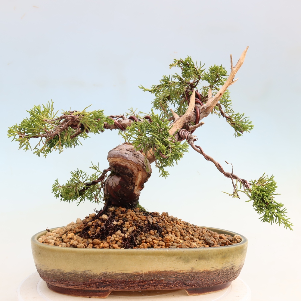 Bonsai für draußen - Juniperus chinensis Itoigawa-Juniperus chinensis