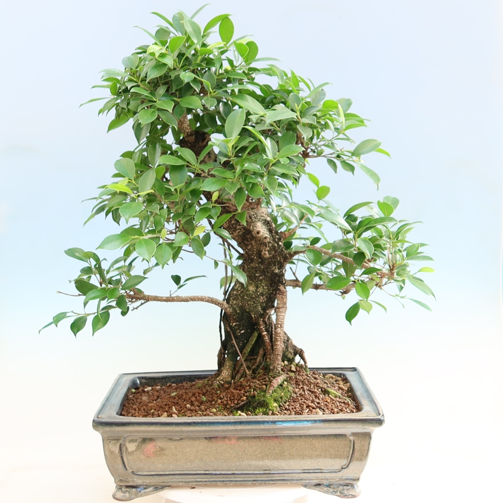 Zimmerbonsai - Ficus kimmen - Kleinblättriger Ficus