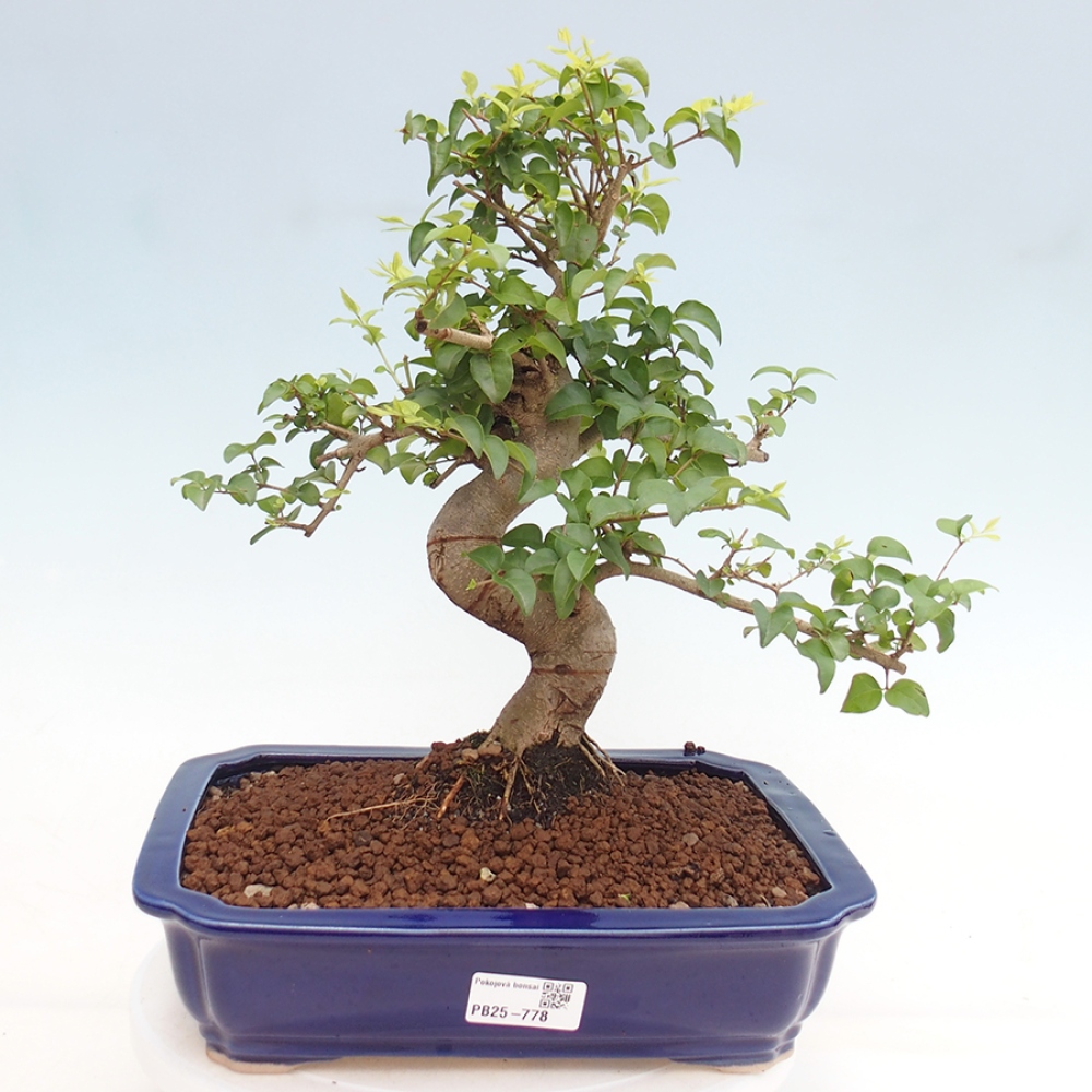 Zimmerbonsai - Ligustrum chinensis - Vogelperspektive