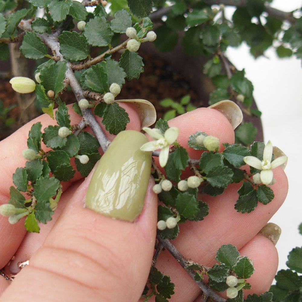 Zimmerbonsai - Grewia sp. - Kleinblättriges Grewie