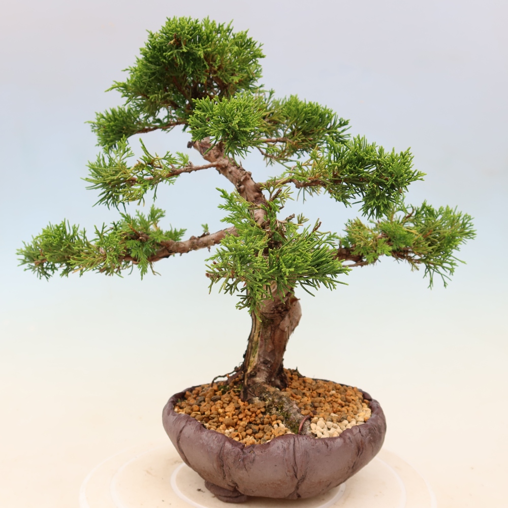Bonsai für draußen - Juniperus chinensis Itoigawa