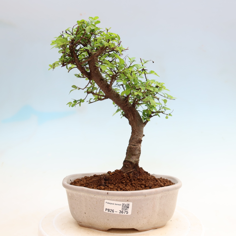 Zimmerbonsai - Ulmus parvifolia - Kleinblättrige Ulme
