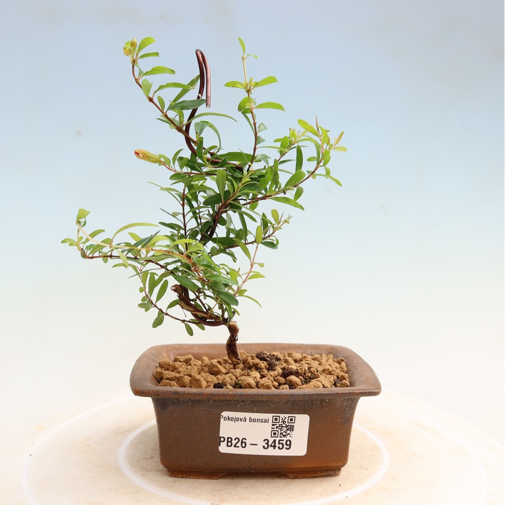 Zimmer-Bonsai-PUNICA granatum nana-Apfel-Granatapfel